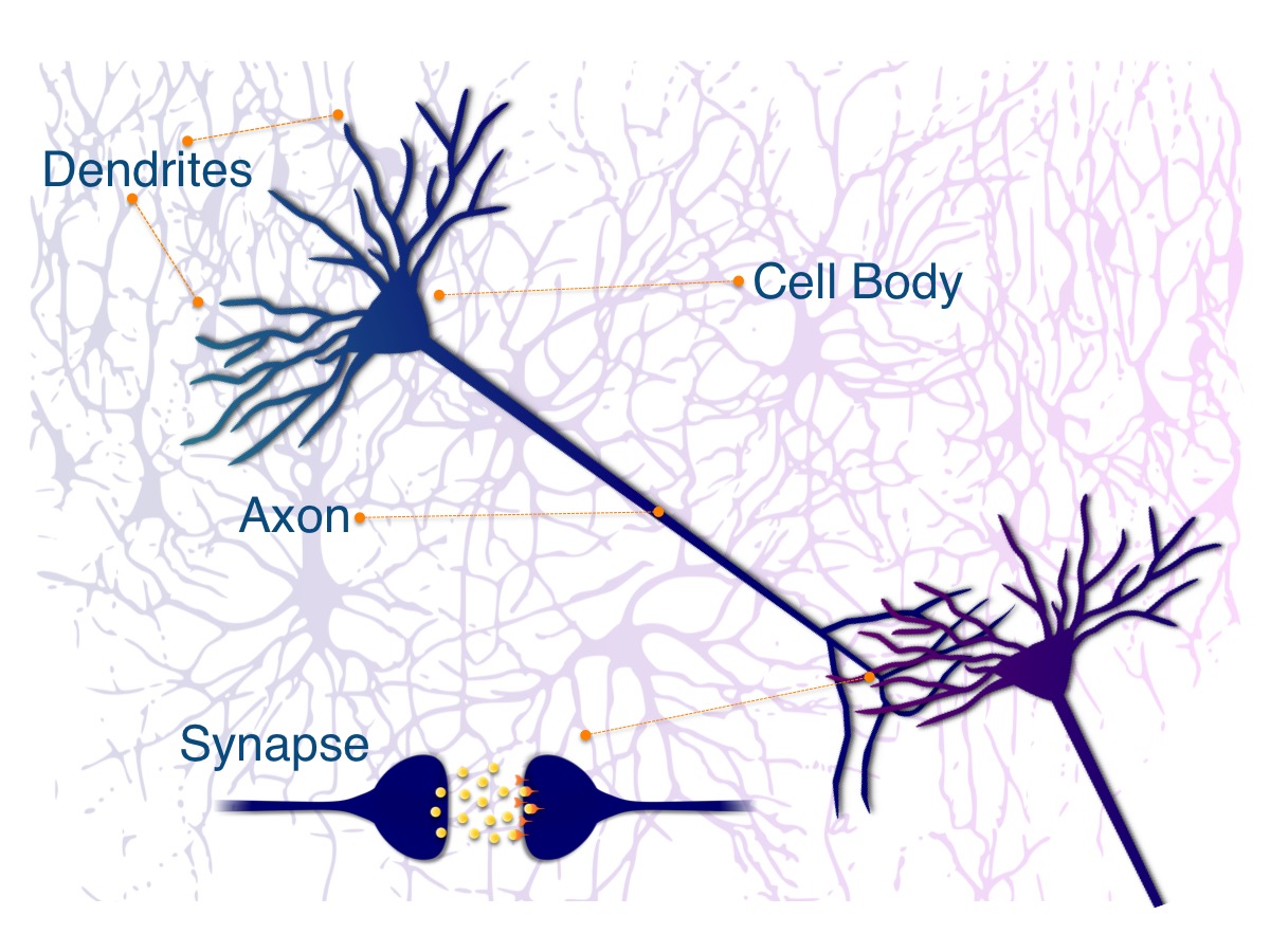 Neurons are Communicators Institute for Learning and Brain Sciences