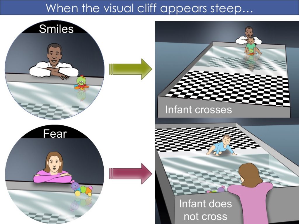 Visual Cliff Experiment | Institute for Learning and Brain Sciences (I-LABS)