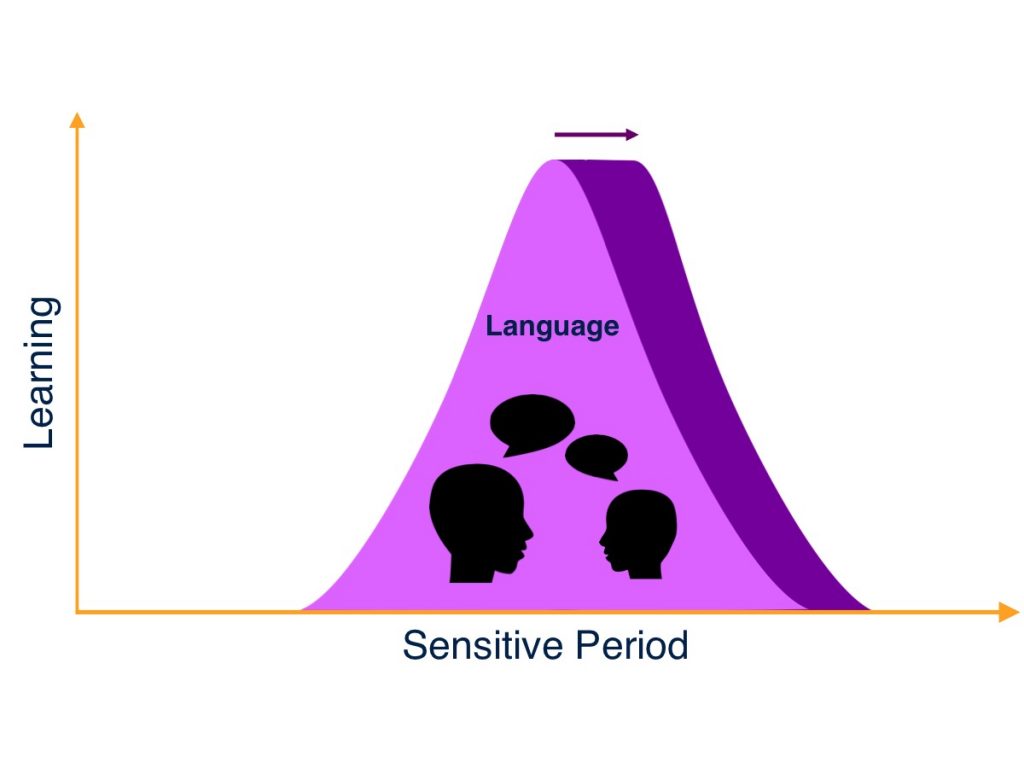 Sensitive Period  Institute for Learning and Brain Sciences (I-LABS)